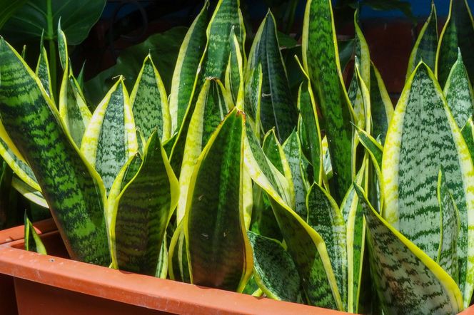 Sansewieria gwinejska