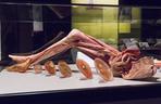 4 ZDJĘCIA z wystawy BODY WORLDS & The Cycle of Life w Łodzi
