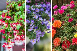 Kwiaty balkonowe zwisające lubiące słońce. 11 gatunków, które zamienią twój balkon w kolorowy azyl