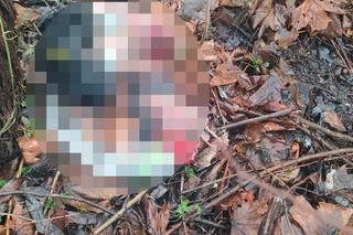 Oskórowany pies bez głowy i łap. Makabra w lesie pod Rybnikiem