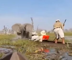 Horror na wakacjach. Zaatakowały ich słonie, wpadli do rzeki pełnej krokodyli