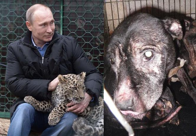 Soczi 2014, Władymir Putin z panterą, psy