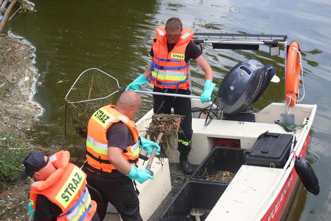 Wyłowiono już ponad 110 ton śniętych ryb. "Tu już nie ma życia"