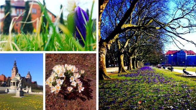 Szczecinianie poczuli wiosnę... i uwiecznili ją na Instagramie! [ZDJĘCIA]