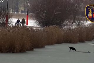 Pod psem załamał się lód. Na pomoc ruszył strażak, on też wpadł do wody
