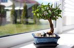 bonsai