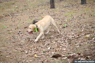 Makabryczna historia w powiecie staszowskim. Policja zatrzymała dwóch mężczyzn