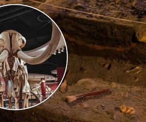 Niesamowite odkrycie archeologiczne. To zwierzę chodziło po ziemi 40 tys. lat temu