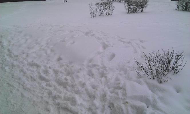 Nagły atak zimy w Wielkanoc. Spadło nawet 40 cm śniegu