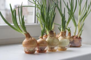 Jak pędzić cebulę w domu i cieszyć się zimą świeżym szczypiorem?