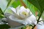 Gardenia – roślina doniczkowa o pachnących kwiatach. Pielęgnacja gardenii