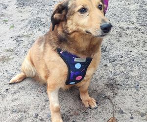 Aleksandrów Łódzki. Piesek Pimpuś potrzebuje pilnej pomocy. Zwróciła go rodzina adopcyjna