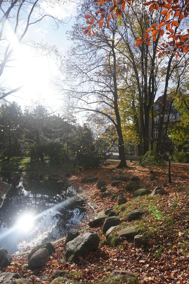 Park Wilsona jesienią