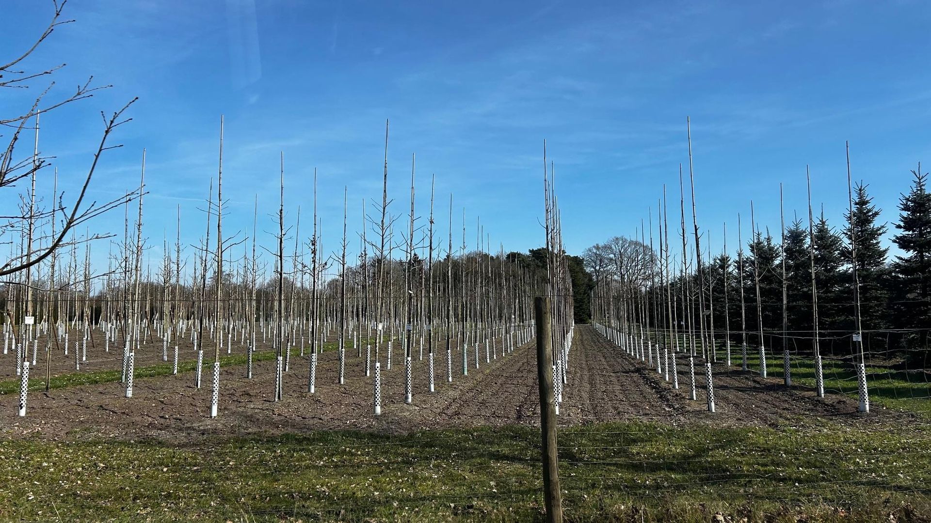 Drzewka ze szkółki w Niemczech, jakie przyjechały do Katowic