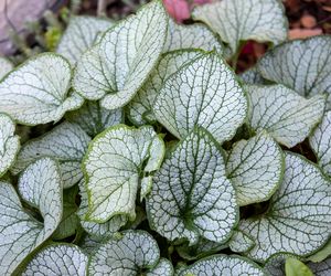 Brunnera wielkolistna