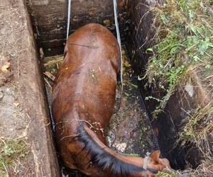 Strażacy uratowali konia, który wpadł do betonowego zbiornika z wodą