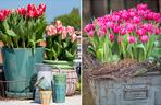 Tulipany w doniczce