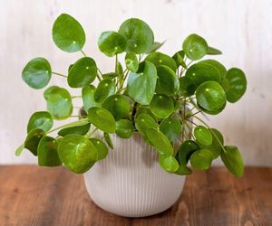 Pilea peperomiowata