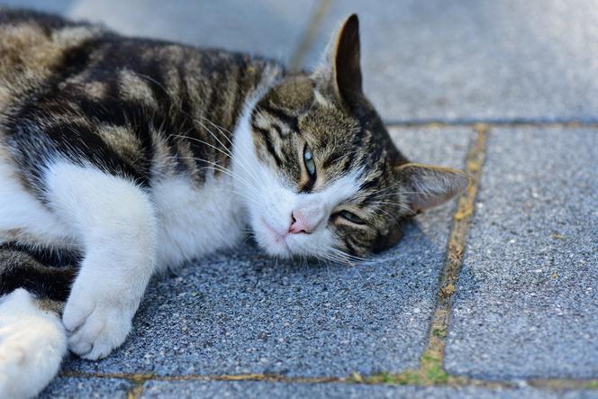 Od przyszłego roku nad bezpieczeństwem zwierząt w Gdańsku czuwać będzie Animal patrol