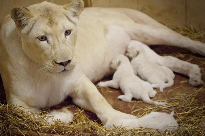 6 Białe lwy w Zoo Safari Borysew
