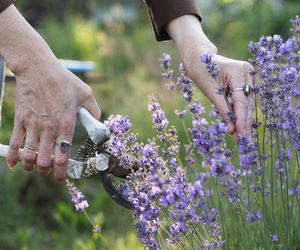 W sierpniu sięgam do schowka i biorę się z lawendę. Taki zabieg sprawia, że w następnym sezonie mam zatrzęsienie fioletowych kwiatów