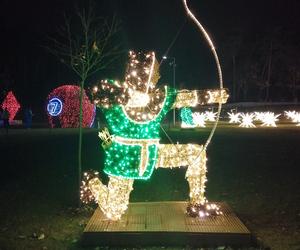 Park Iluminacji w Poznaniu. Magiczny Las