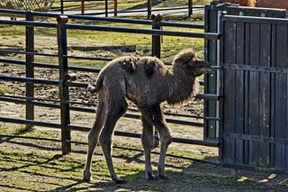 Nowy mieszkaniec Śląskiego ZOO. Oto Franek