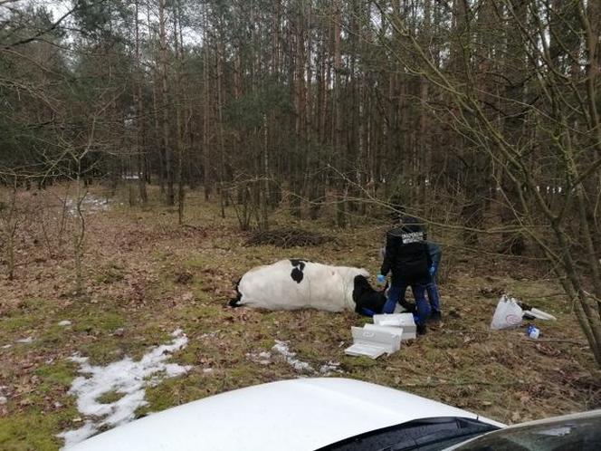 Strzegowo. Byk ZABIŁ właściciela! Agresywne zwierzę uciekło ze stodoły!