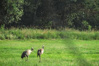 Podlaska fauna