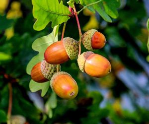 Czy żołędzie są jadalne? Zrobisz z nich kawę, nalewkę i mąkę, ale pod pewnym warunkiem 