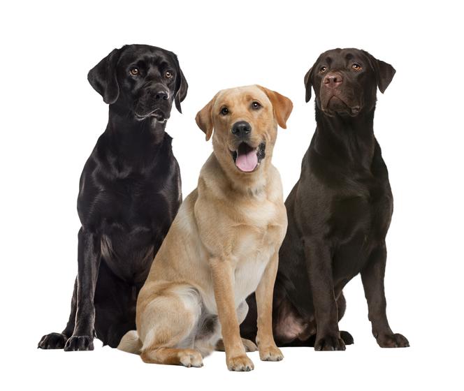 Labrador retriever
