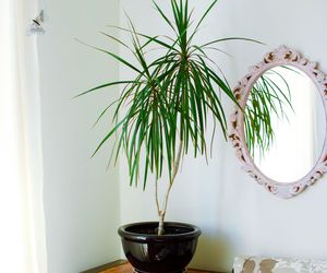 Dracena obrzeżona