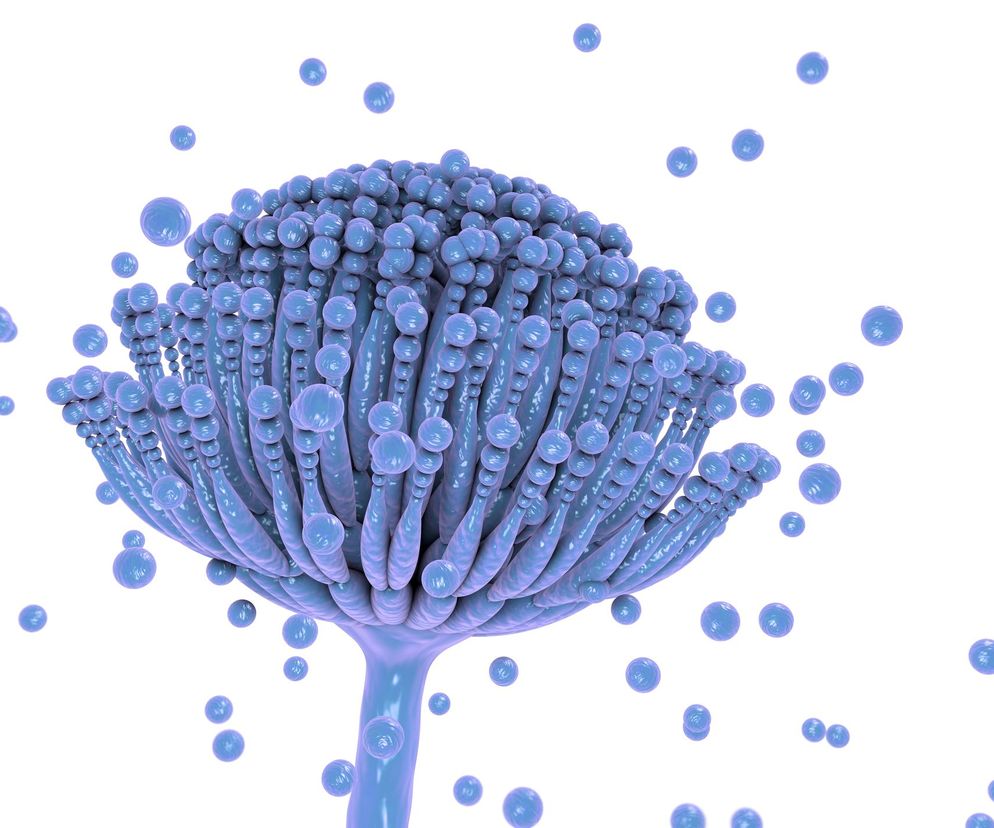 Aspergiloza jest wywoływana przez grzyby z rodzaju Aspergillus (kropidlak)