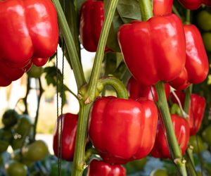 Raport toksycznych owoców i warzyw