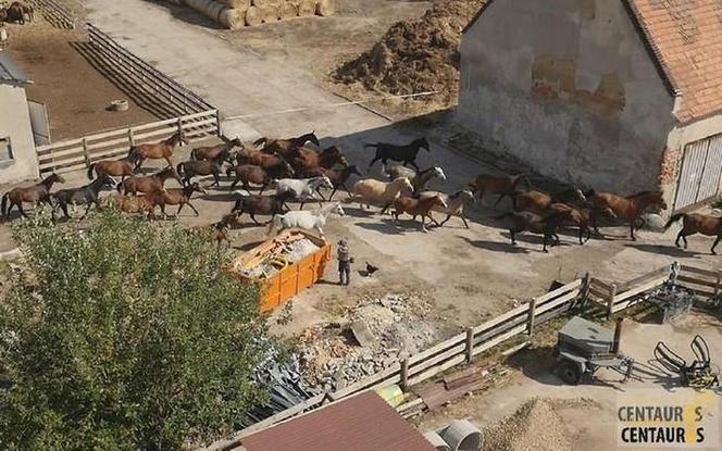 Fundacja Centaurus błaga o pomoc