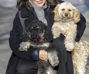 Te psy skradły serca gwiazd! 