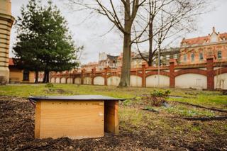 W Krakowie powstało… osiedle dla jeży! Będą towarzyszyć studentom