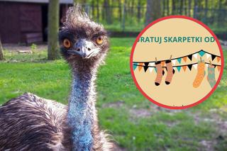 Po co gdańskie ZOO zbiera skarpetki? Sprawdź tą akcję!