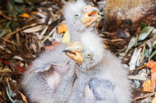 Baby boom w warszawskim ZOO! Są nieporadne, ślepe i całkowicie uzależnione od swoich rodziców