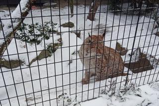 Krakowskie ZOO otwarte także w zimie. Mróz i śnieg zwierzętom niestraszne!