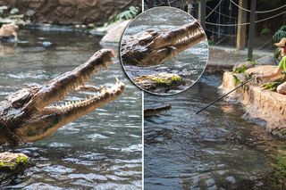 Po raz pierwszy w historii! Największy krokodyl w Europie najadł się na oczach ludzi w Orientarium Zoo Łódź [ZDJĘCIA]