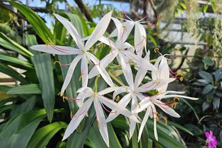 Najpiękniejsze storczyki w łańcuckiej storczykarni