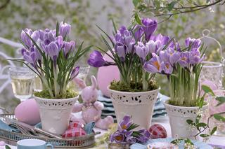 Kwiaty doniczkowe na Wielkanoc