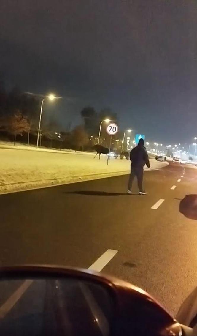 Łosie w środku Białegostoku. Biegały przy Auchan. Doszło do zderzenia