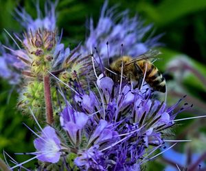 Łąki kwietne na Podkarpaciu
