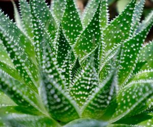 Aloes ościsty