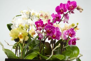 Storczyk Phalaenopsis - co zrobić, by długo i pięknie kwitł?