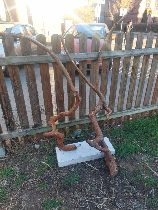 Muzeum Patyka w Toruniu