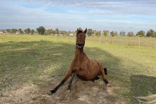 Nastolatek z mamą ratują konie po przejściach. Dzięki akcji Siano na siano zwierzęta przetrwają zimę