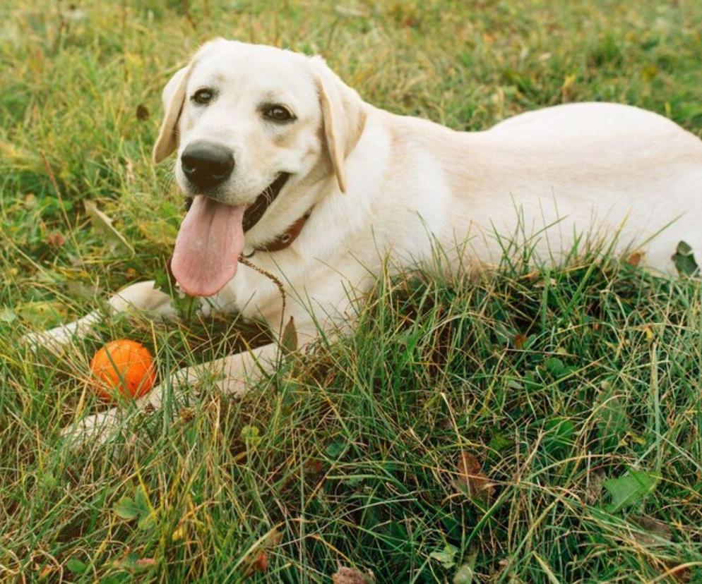 Dlaczego psy jedzą trawę? Dietetyk zwierzęcy z TikToka tłumaczy